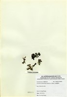 藏品(扁龍鬚菜)的圖片